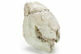Fossil Oreodont (Leptauchenia) Partial Skull - South Dakota #355967-2